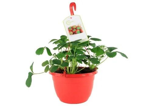 Junai.nl Fragaria Elsanta | Aardbei in 27 cm hangpot | ca. 20 cm hoog