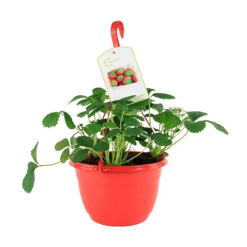 Junai.nl Fragaria Elsanta | Aardbei in 27 cm hangpot | ca. 20 cm hoog