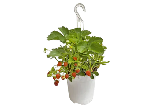 Junai.nl Fragaria Elsanta | Aardbei in 20 cm hangpot | ca. 20 cm hoog