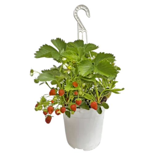 Junai.nl Fragaria Elsanta | Aardbei in 20 cm hangpot | ca. 20 cm hoog
