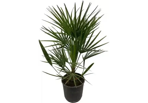 Junai.nl Chamaerops humilis | Europese dwergpalm | 14 cm pot | 110 cm hoog