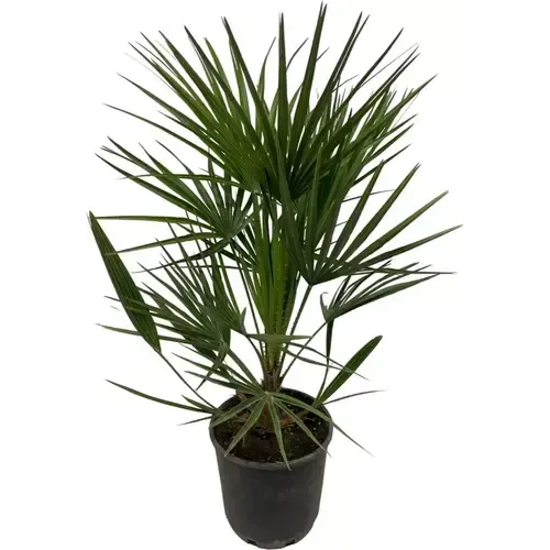 Junai.nl Chamaerops humilis | Europese dwergpalm | 14 cm pot | 110 cm hoog