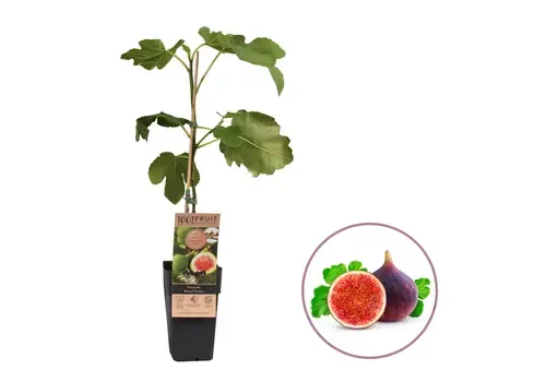 Junai.nl Ficus carica 'Brown Turkey' vijgenboom | 50 cm hoog | 12 cm pot