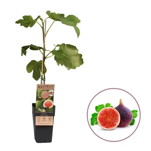Junai.nl Ficus carica 'Brown Turkey' vijgenboom | 50 cm hoog | 12 cm pot