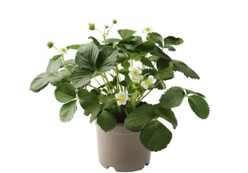 Junai.nl Fragaria Elsanta | Aardbei | 15 cm pot | ca. 20 cm hoog