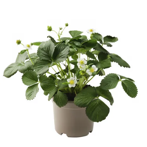 Junai.nl Fragaria Elsanta | Aardbei | 15 cm pot | ca. 20 cm hoog