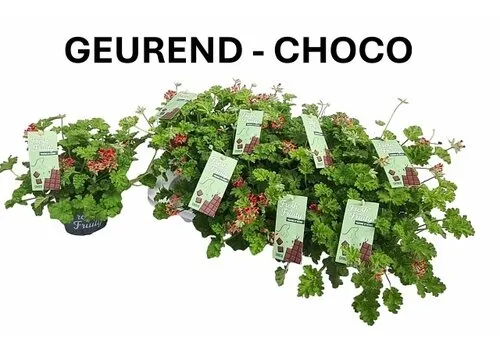 Junai.nl Pelargonium mixed odoriferous chocolade geur | 12 cm pot | ca. 20 cm hoog | verkoop per stuk