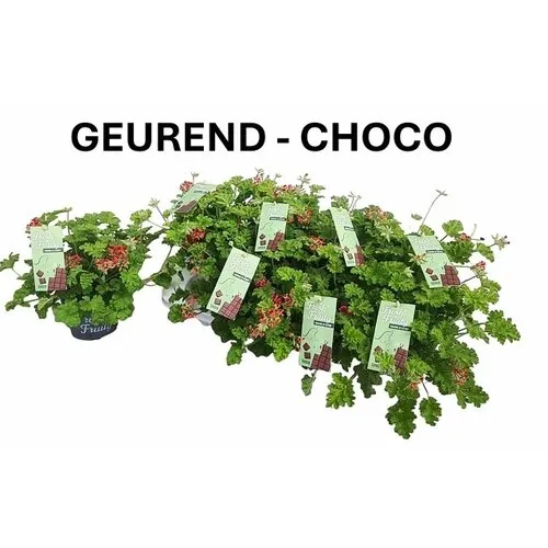 Junai.nl Pelargonium mixed odoriferous chocolade geur | 12 cm pot | ca. 20 cm hoog | verkoop per stuk
