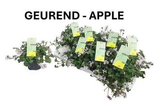 Junai.nl Pelargonium mixed odoriferous appelgeur | 12 cm pot | ca. 20 cm hoog | verkoop per stuk