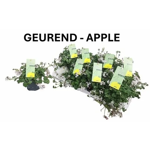Junai.nl Pelargonium mixed odoriferous appelgeur | 12 cm pot | ca. 20 cm hoog | verkoop per stuk
