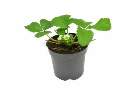 Junai.nl Fragaria Elsanta | aardbei | 10 cm pot | 15 cm hoog