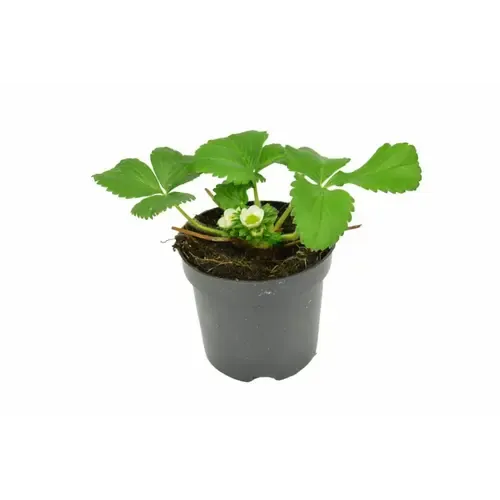 Junai.nl Fragaria Elsanta | aardbei | 10 cm pot | 15 cm hoog