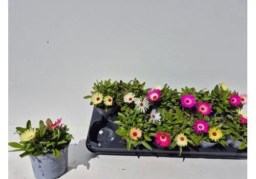 Junai.nl Dorotheanthus ijsbloem | 12 cm pot | 12 cm hoog