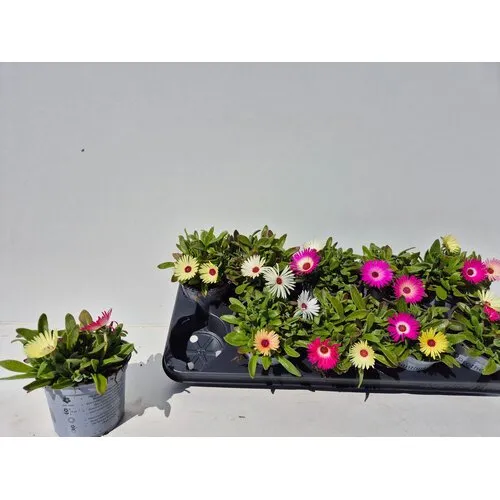 Junai.nl Dorotheanthus ijsbloem | 12 cm pot | 12 cm hoog