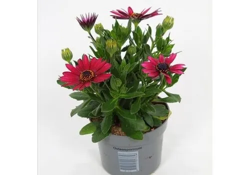 Junai.nl Osteospermum Flowerpower Red | 20 cm hoog | 10 cm pot