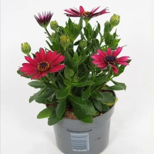 Junai.nl Osteospermum Flowerpower Red | 20 cm hoog | 10 cm pot