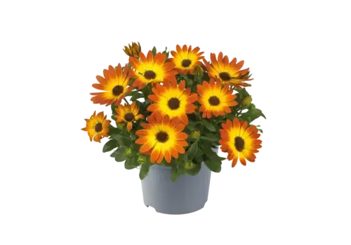 Junai.nl Osteospermum Flowerpower oranje | 10 cm pot | 20 cm hoog