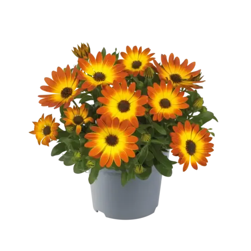 Junai.nl Osteospermum Flowerpower oranje | 10 cm pot | 20 cm hoog