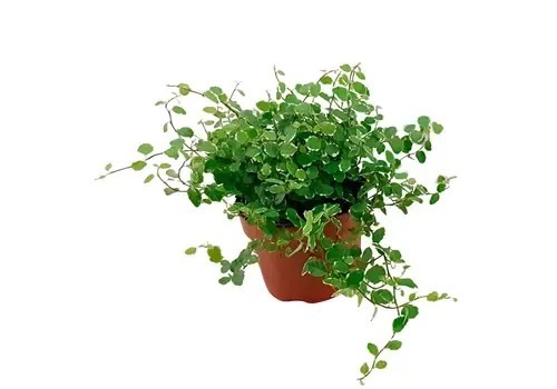 JUNAVERA Ficus pumila 'White Sunny' | terrariumplant en kamerplant | 12 cm pot | ca. 15 cm hoog