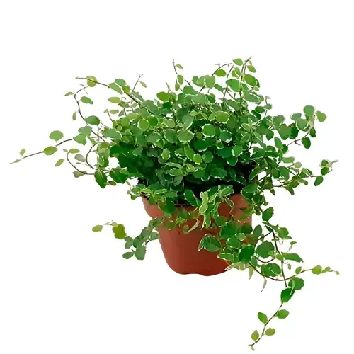 JUNAVERA Ficus pumila 'White Sunny' | terrariumplant en kamerplant | 12 cm pot | ca. 15 cm hoog