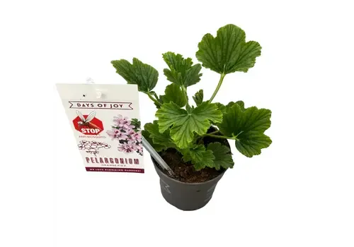 Junai.nl Pelargonium Orange Fizz | geurende geranium | ca. 15 tot 20 cm hoog | 10 cm pot