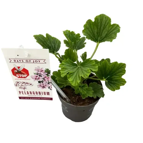 Junai.nl Pelargonium Orange Fizz | geurende geranium | ca. 15 tot 20 cm hoog | 10 cm pot