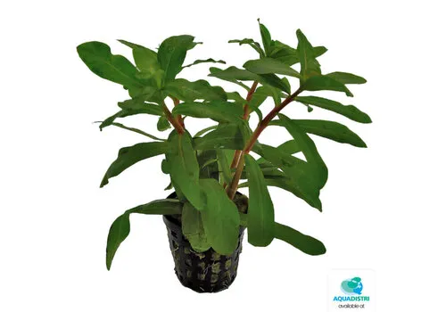 Aquafleur Ammania Gracilis | In 5cm pot