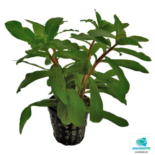 Aquafleur Ammania Gracilis | In 5cm pot