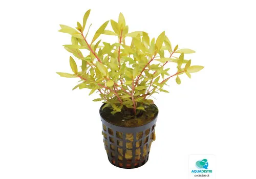 Aquafleur Ammania Pedicellata Gold | In 5cm pot