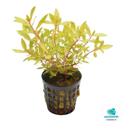 Aquafleur Ammania Pedicellata Gold | In 5cm pot