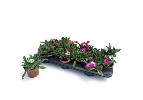 Junai.nl IJsbloemen mix | 10 cm pot | ca. 5 tot 10 cm hoog | per stuk