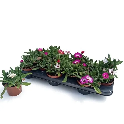 Junai.nl IJsbloemen mix | 10 cm pot | ca. 5 tot 10 cm hoog | per stuk