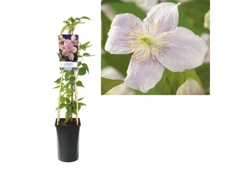 Junai.nl Clematis montana Mayleen | 12 cm pot | 50 cm hoog