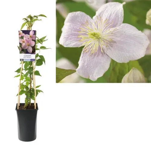 Junai.nl Clematis montana Mayleen | 12 cm pot | 50 cm hoog
