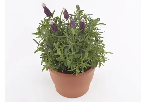 Junai.nl Lavandula angustifolia 'Cleo Patio' | 25 cm hoog | 12 cm pot