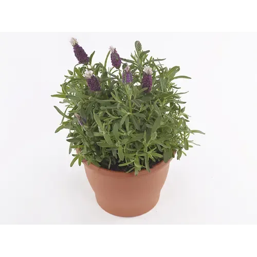 Junai.nl Lavandula angustifolia 'Cleo Patio' | 25 cm hoog | 12 cm pot