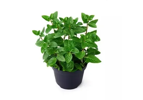 Junai.nl Mentha piperita | Pepermunt plant | 25 cm hoog | 14 cm pot