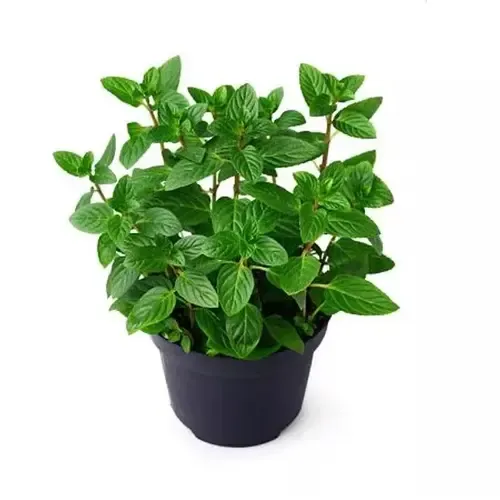 Junai.nl Mentha piperita | Pepermunt plant | 25 cm hoog | 14 cm pot