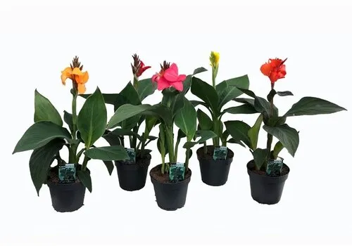 Junai.nl Canna Cannova gemengde kleuren | per stuk | 35 tot 45 cm hoog | 17 cm pot