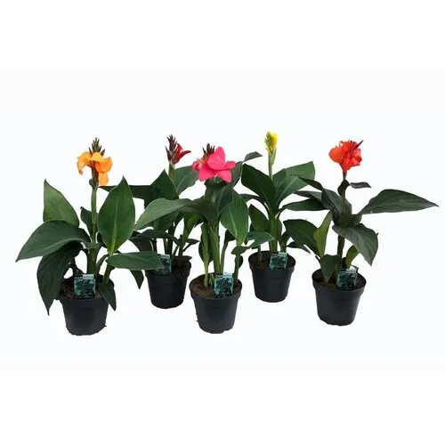 Junai.nl Canna Cannova gemengde kleuren | per stuk | 35 tot 45 cm hoog | 17 cm pot