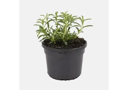Junavera Satureja montana 'Aromakissen' BIO | Bergbonenkruid | 15 cm hoog | 12 cm pot