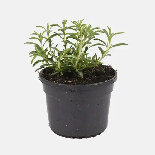 Junavera Satureja montana 'Aromakissen' BIO | Bergbonenkruid | 15 cm hoog | 12 cm pot