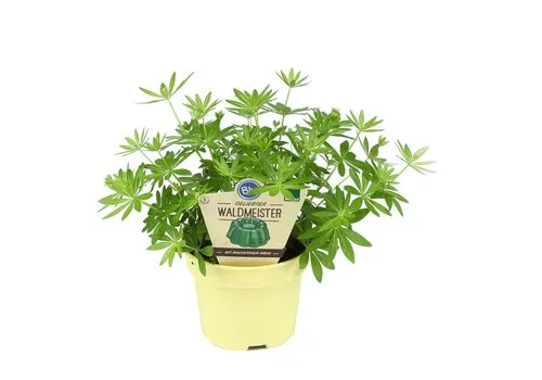 Junai.nl Galium odoratum bio | Lievevrouwebedstro | Waldmeister | 15 cm hoog | 12 cm pot