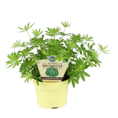 Junai.nl Galium odoratum bio | Lievevrouwebedstro | Waldmeister | 15 cm hoog | 12 cm pot