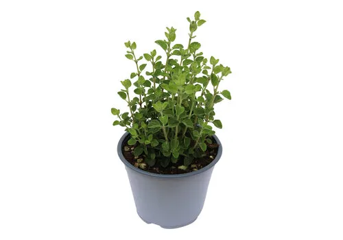 Junai.nl Origanum vulgare Supreme BIO | ca. 20 cm hoog | 12 cm pot