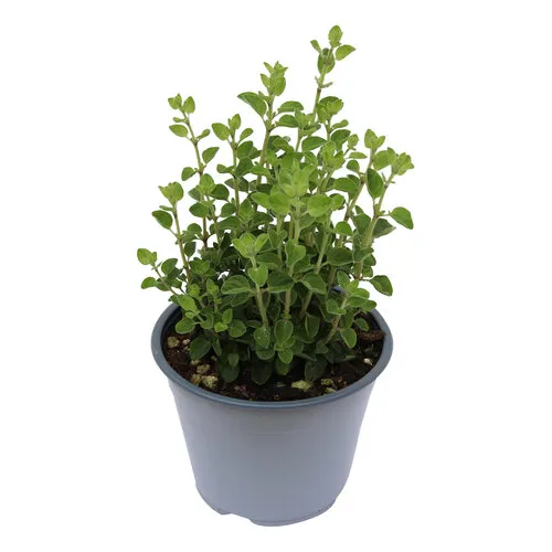 Junai.nl Origanum vulgare Supreme BIO | ca. 20 cm hoog | 12 cm pot