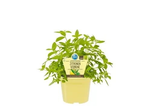 Junai.nl Lippia citriodora bio | Citroenverbena | ca. 20 tot 30 cm | 12 cm pot