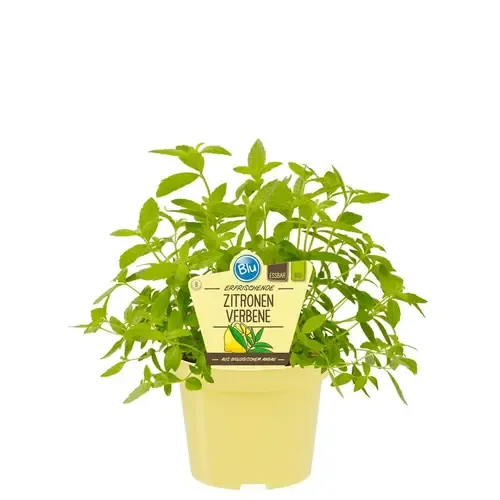 Junai.nl Lippia citriodora bio | Citroenverbena | ca. 20 tot 30 cm | 12 cm pot