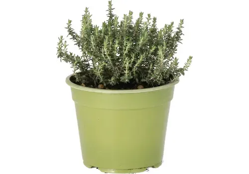 Junavera Thymus vulgaris Faustini Bio | 12 cm pot | ca. 10 tot 15 cm hoog