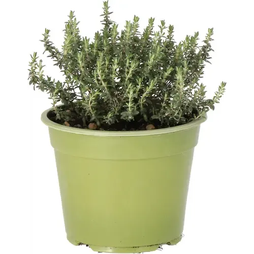 Junavera Thymus vulgaris Faustini Bio | 12 cm pot | ca. 10 tot 15 cm hoog